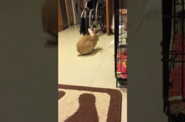 Momo the cute rabbit #rabbits #pets #bunny