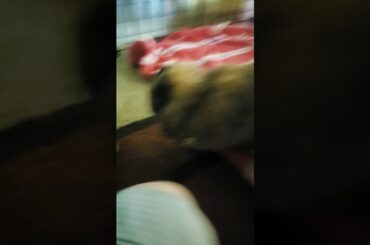 Baby bunny day lee thing