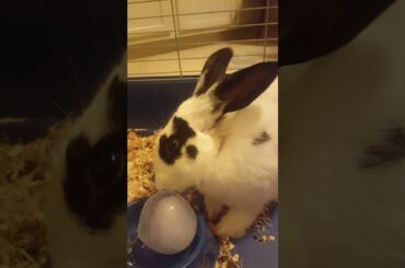 Cute bunny eating ice ball