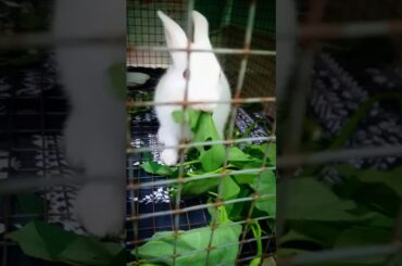 ❤ Cute 😍 little 😚 rabbit 🐇❤ || Indian rabbit || || music video || #rabbit #🐇 #music #🎶 #video