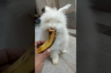 rabbit eating Banana 😍