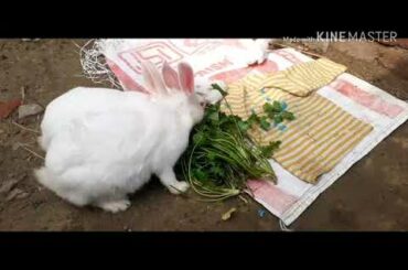Cute rabbit bite the coriander