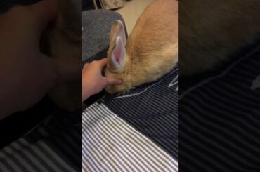 A Bunny Which Loves Massage #massage #bunny #rabbits