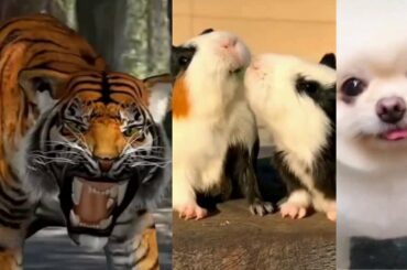 TIGER ROAR | Cute little puppy | Rabbit fight for food