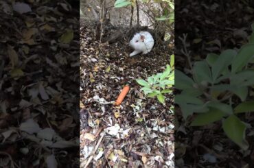 Cute bunny’s might be to cute