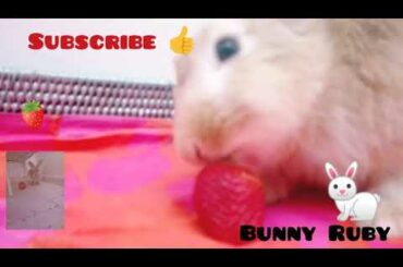 How cute moment my Bunny RUBY eating her favourite strawberry..