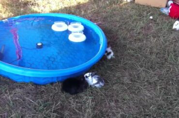 Cute baby bunnies drinking