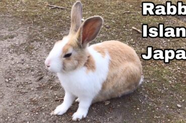 [Cutest]Very beautiful wild rabbit | Rabbit Island in Japan（大久野島/うさぎ島）