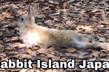 [Cutest]Wild rabbit is sleeping comfortably | Rabbit Island in Japan（大久野島/うさぎ島）