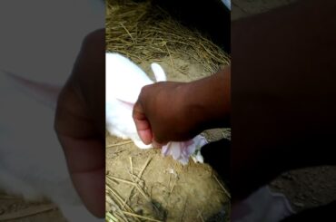 My cute rabbits🐇🐇🐇🐇🐰🐰🐰🐰