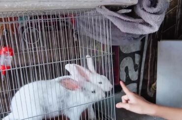 Two baby bunny jack and rose 😍❤️💙