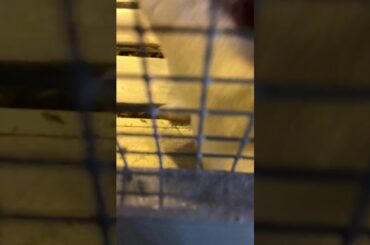 Cute  rabbit 🐇 that in j park