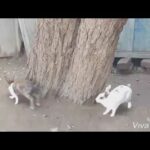 Cute Rabbits |🐇| Playing Hide & Seek