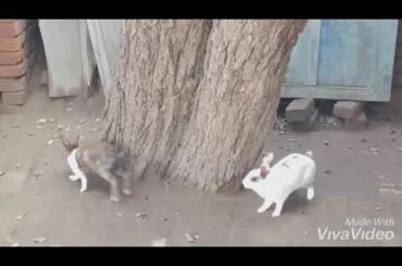 Cute Rabbits |🐇| Playing Hide & Seek
