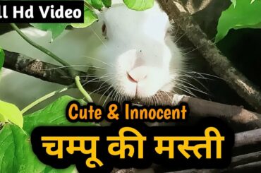 चम्पू की मस्ती || {full video} Cute Rabbit's Fun || Watch This Cute Animal || Desi Blog