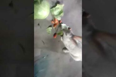 Cute rabbit having its breakfast