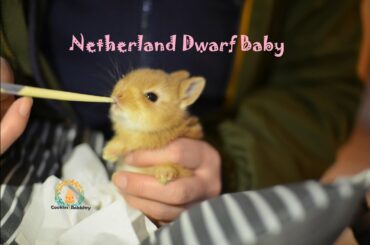 ネザーランドドワーフの赤ちゃん 特製ミルクを飲んで成長 中 Fluffy bunny baby NetherlandDwarf