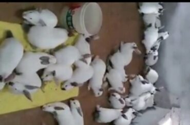 cute  Rabbits---Bunny Rabbit video