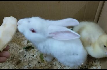 Bunny Eating Crunchy Food ASMR - Rabbit Mukbang - Cute Rabbits Eating Compilation