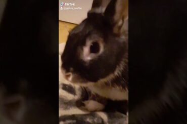 My Little Cute Adorable Dwarf Rabbit :3