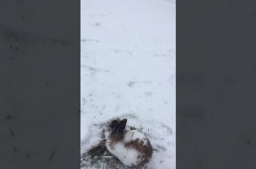 Bunny washing his face