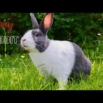 Bunny rabbit most funny compilation video you ever seen/animals funny compilation /funny fails!