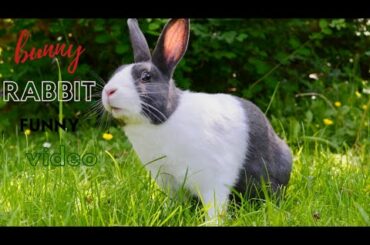 Bunny rabbit most funny compilation video you ever seen/animals funny compilation /funny fails!
