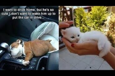 Cute baby animals Videos Compilation cute moment of the animals   Soo Cute! #42