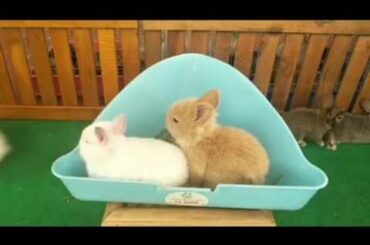 Wow Pretty and cute much a rabbit,ទន្សាយស្អាតយ៉ាងច្រើន