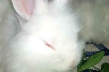 Lionhead Rabbits White