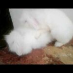 Fuzzy Lop Rabbits Top Quality