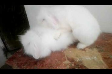 Fuzzy Lop Rabbits Top Quality