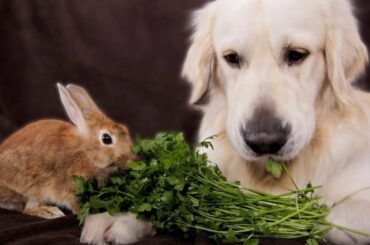Dog and Rabbit are the Cutest Friends Eating Greens Together