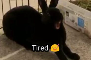 Cute Black Bunny and Yawn