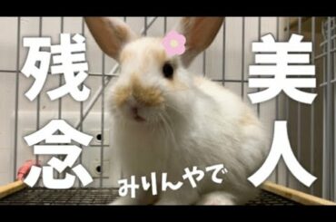 クセになる残念な美人うさぎを紹介します