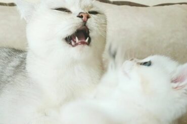 Naughty Coco gets a little spanking by their cat mommy ♥️ | Too Funny