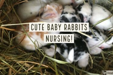 Cute Baby Rabbits Nursing: Penny and Butterscotch Have New Kits, Rex Rabbits, Homesteading Rabbits