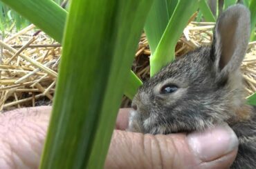 Wild Baby Rabbits in the garlic patch!