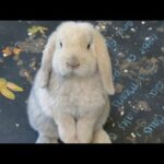 RABBIT -CUTE AND FUNNY BUNNY RABBIT !! Must watch AFTER BATH Happy bunny! Funny videos 2018