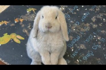 RABBIT -CUTE AND FUNNY BUNNY RABBIT !! Must watch AFTER BATH Happy bunny! Funny videos 2018