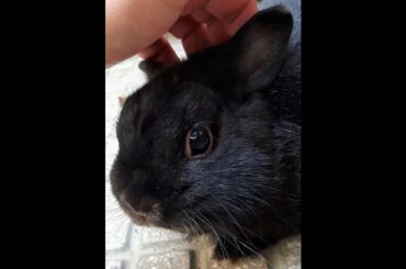 Cute bunny rabbit excited to explore outside