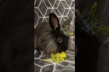 Cute Lionhead Bunny eating lettuce