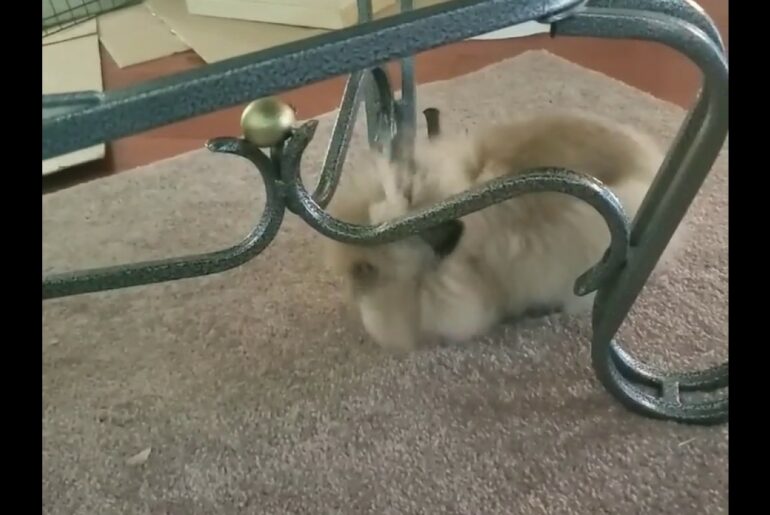 Gizmo The Baby Lionhead bunny playing, sprints, binky and taking flight