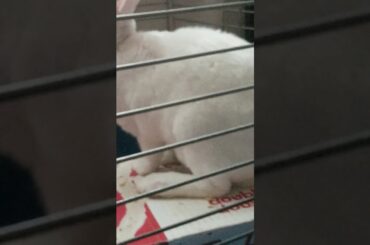 Cute video of my bunny pt 3