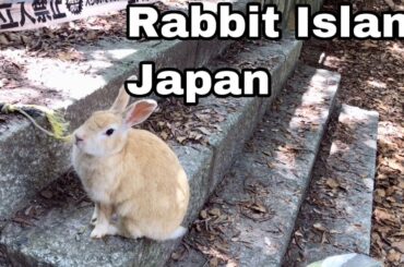 [Cutest]Wild rabbit deprived of cabbage | Rabbit Island in Japan（大久野島/うさぎ島）