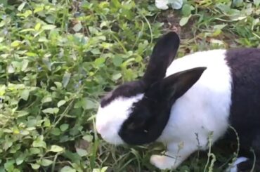 Cute Rabbit Eating