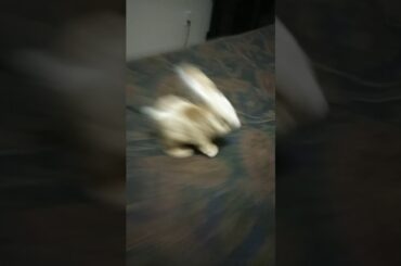 A cute little bunny Olga Castaño gave me [Like this video if you think this is cute!]