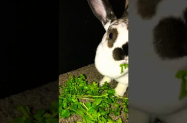 Cute Bunny Eating