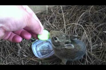 Baby Cottontail Rabbit Rescue and Rehab