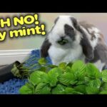 Beautiful bunny eats entire Mint Plant